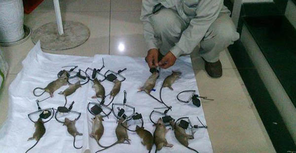 Công ty diệt chuột tận gốc Quảng Nam