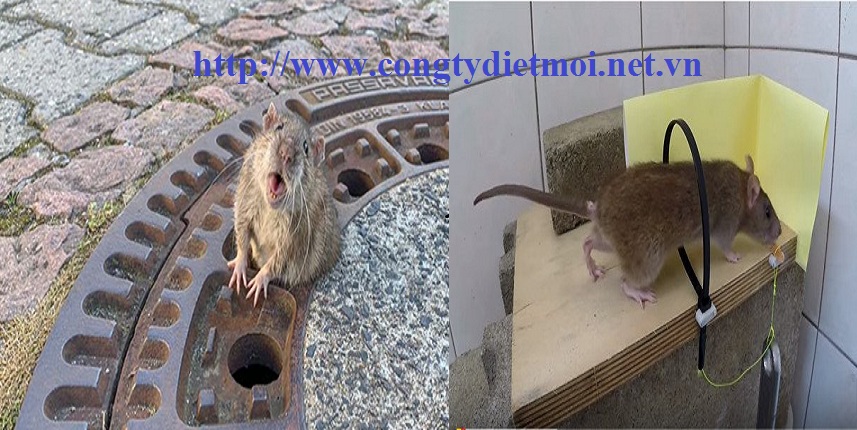 Dịch vụ diệt chuột tỉnh Vĩnh Phúc
