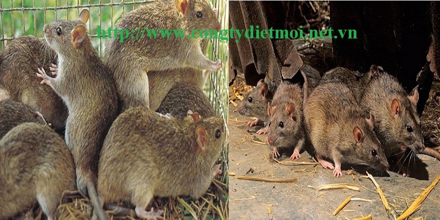 Đơn vị diệt chuột uy tín tỉnh Thái Nguyên
