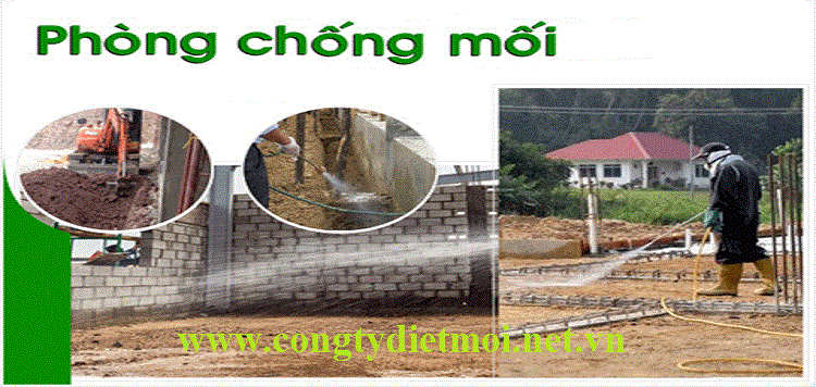 Phòng chống mối công trình xây dựng Đà Nẵng