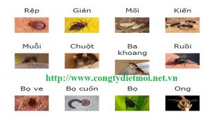 Trung tâm diệt côn trùng Đà Nẵng