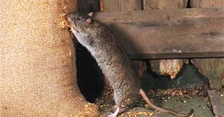 diệt chuột tại Lạng Sơn