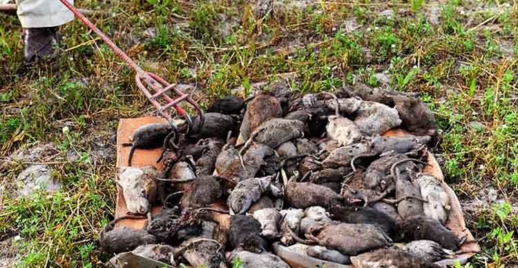 diệt chuột tại Lạng Sơn