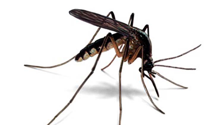phun diệt muỗi tại Lạng Sơn